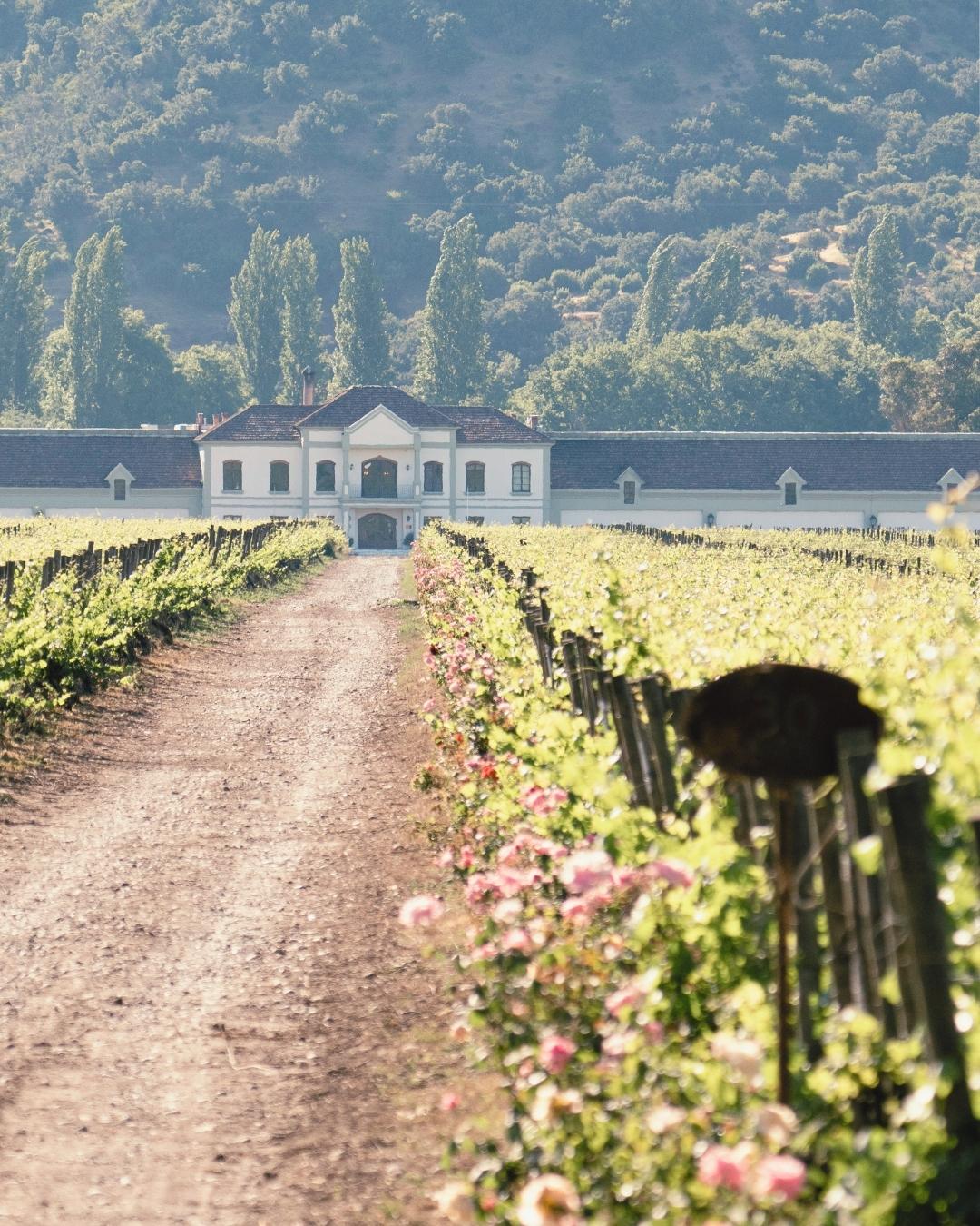 Tasting + Vineyard Tour